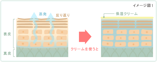 保湿クリームの役割 イメージ写真